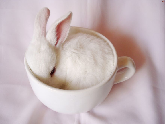 cup6