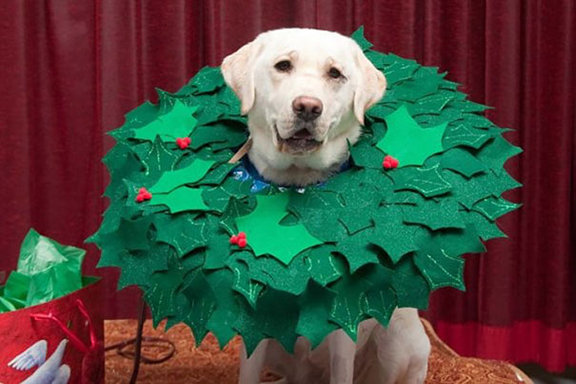 creative-pet-cones-elizabethan-collars-8__605