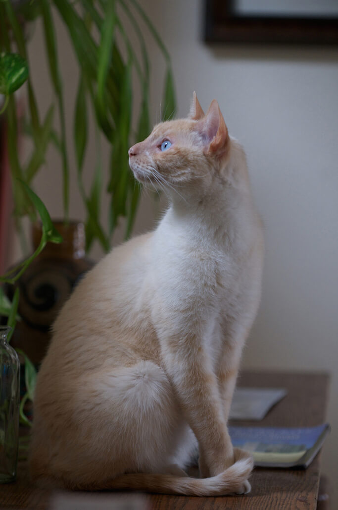 neko3