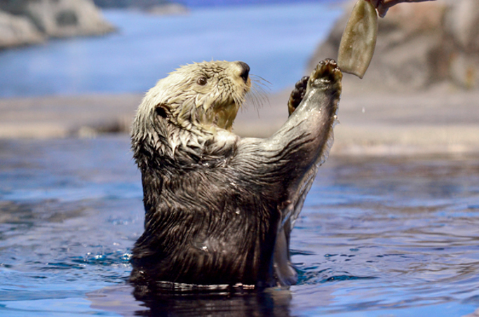 水にすむ生き物たちの姿を見に行こう！『新潟市水族館 マリンピア日本海』が楽しい！