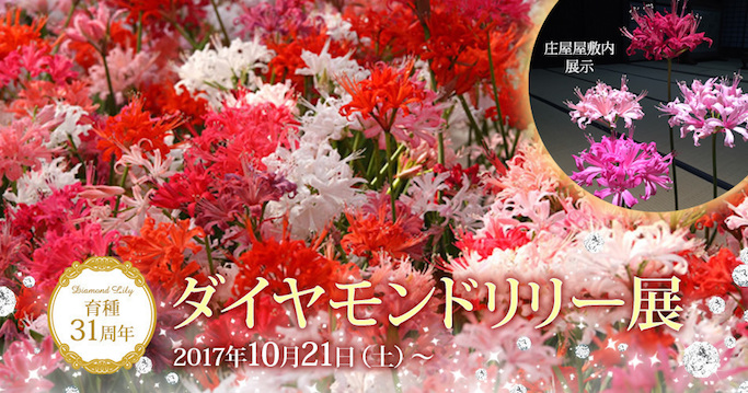 常時2,000鉢を展示！加茂荘花鳥園『育種31周年 ダイアモンドリリー展』が開催中！