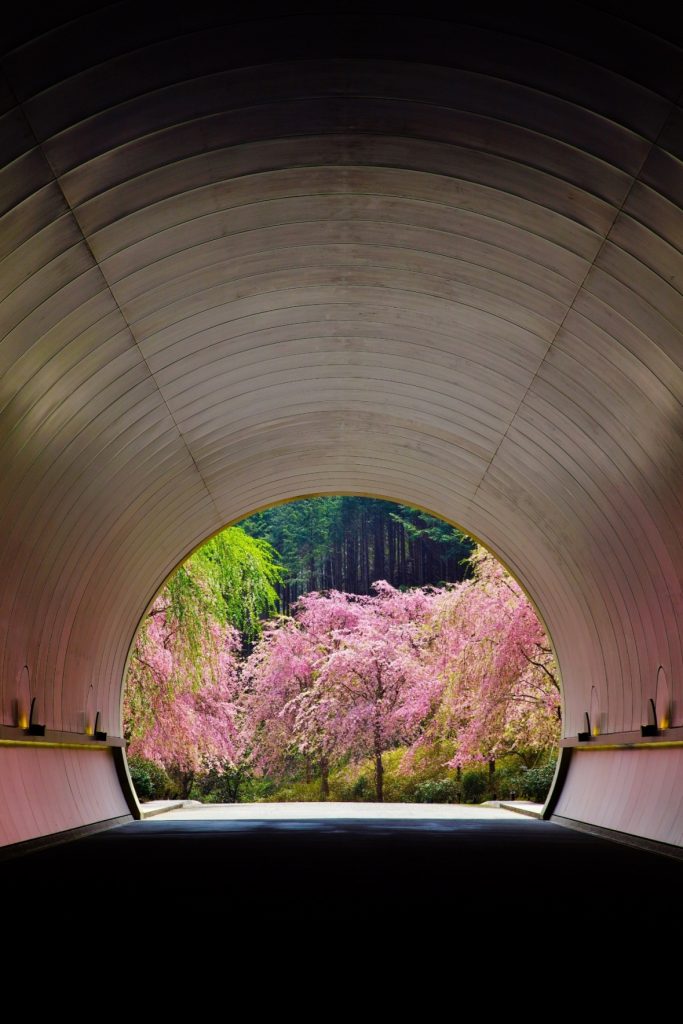 03 桜色に染まるトンネル