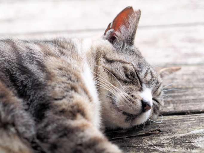 東京にある癒しの猫スポットまとめ１０選 ご利益のある猫神社も必見 Heaaart