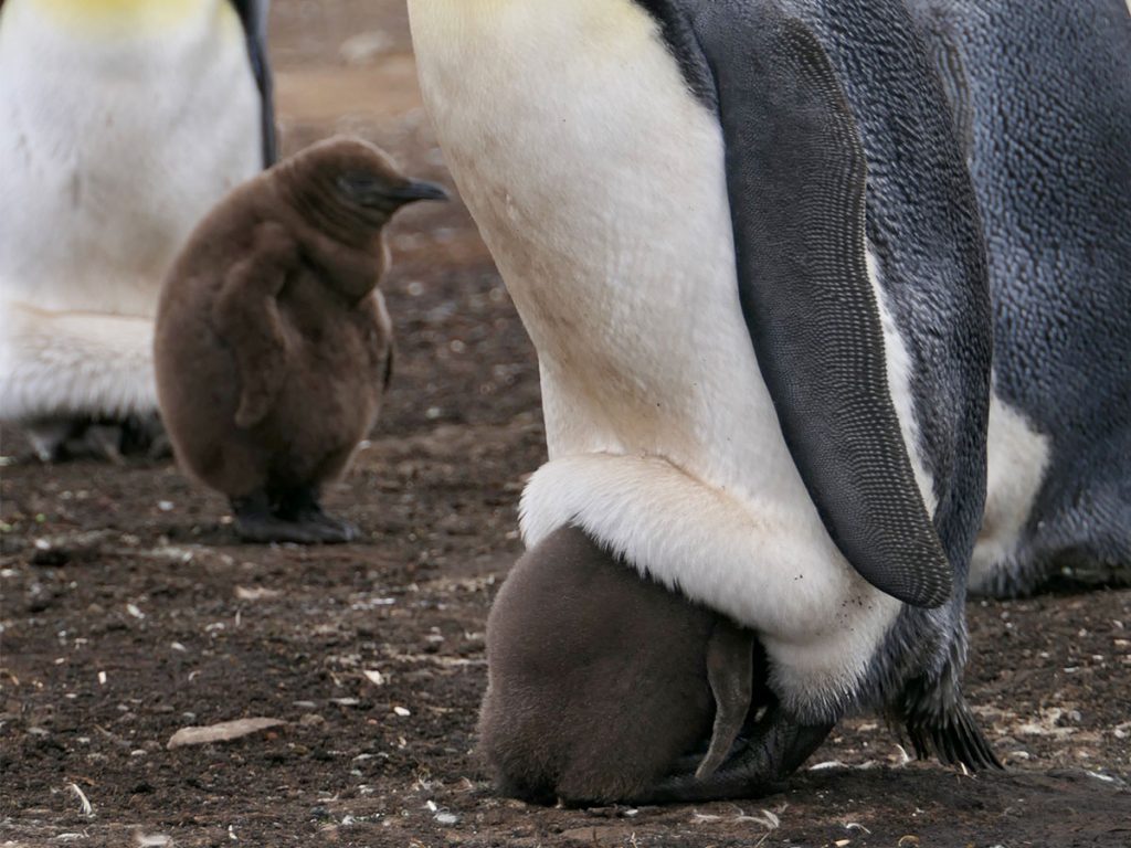 赤ちゃんペンギンの衝撃的な寝相 と飼育員が撮影した動画が 本当に衝撃 Heaaart