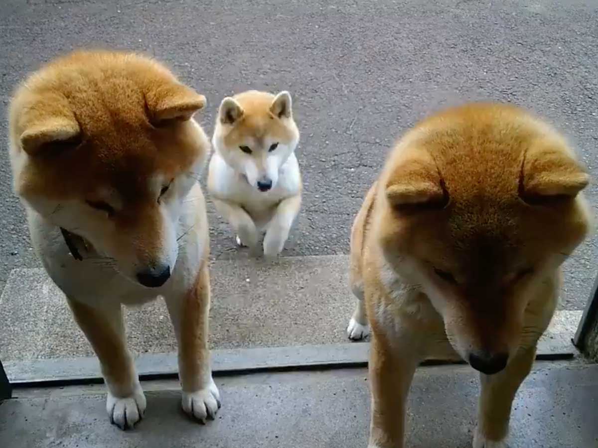飼い主が持つキャベツに反応 柴犬たちの行動が 可愛すぎる と話題に Heaaart 飼い主が持つキャベツに反応 柴犬たちの行動が 可愛すぎる と話題に Heaaart