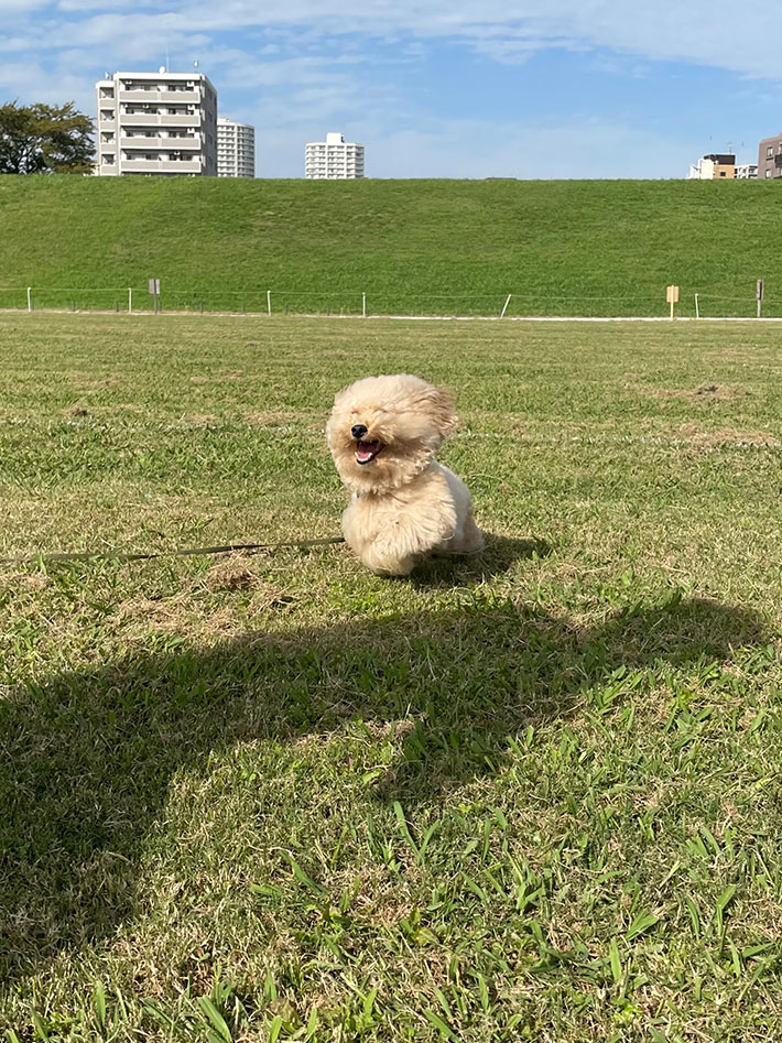 走る犬写真