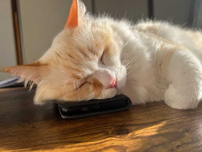 スマホを枕にする猫