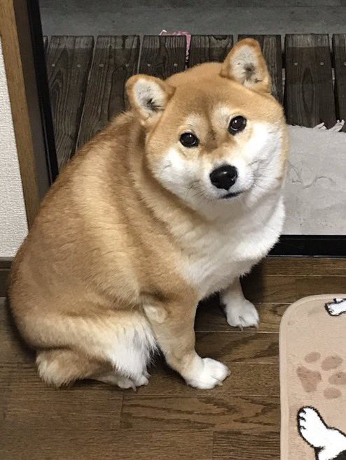 豆柴犬・カナちゃんの写真