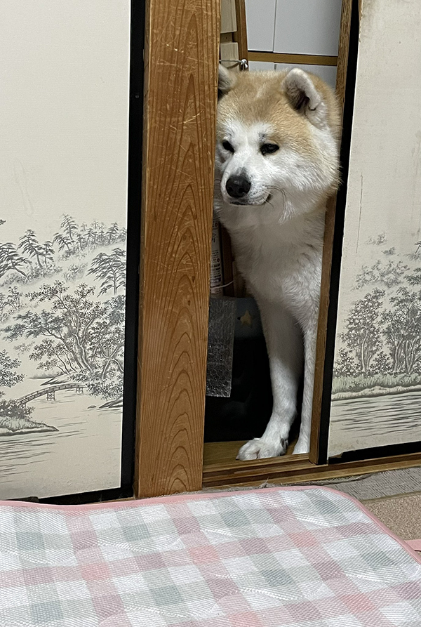 秋田犬の写真