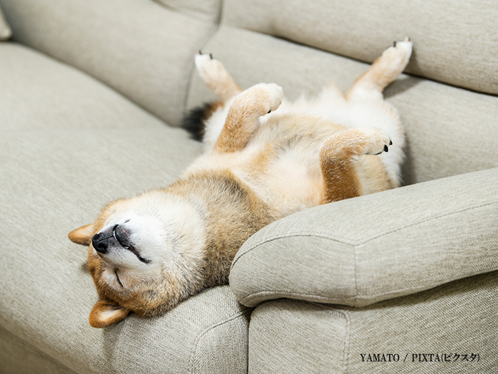 犬の写真