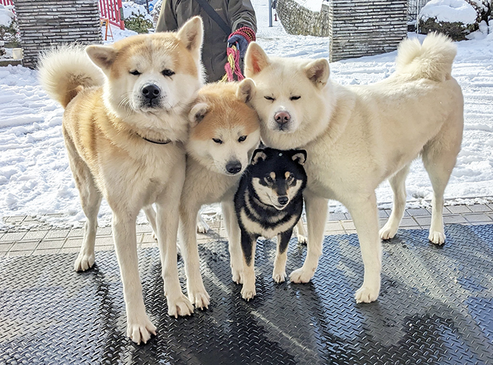 秋田犬と柴犬の写真