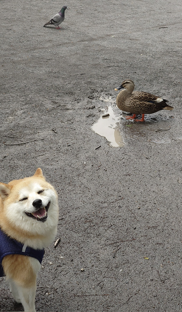 柴犬の写真