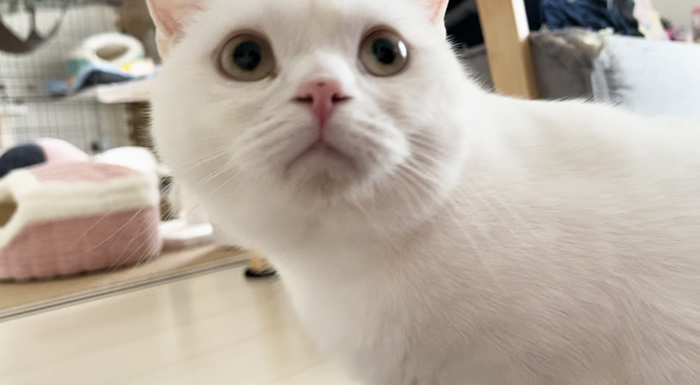 猫の写真