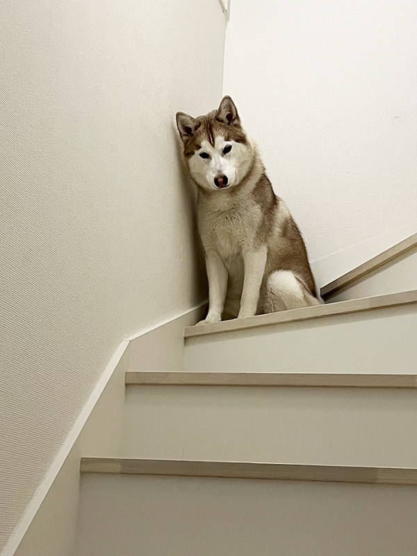 シベリアンハスキーの写真