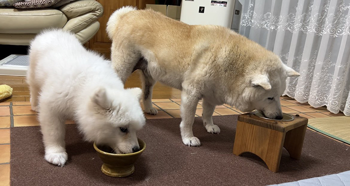 柴犬とサモエドの写真