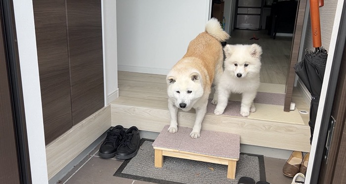 柴犬とサモエドの写真