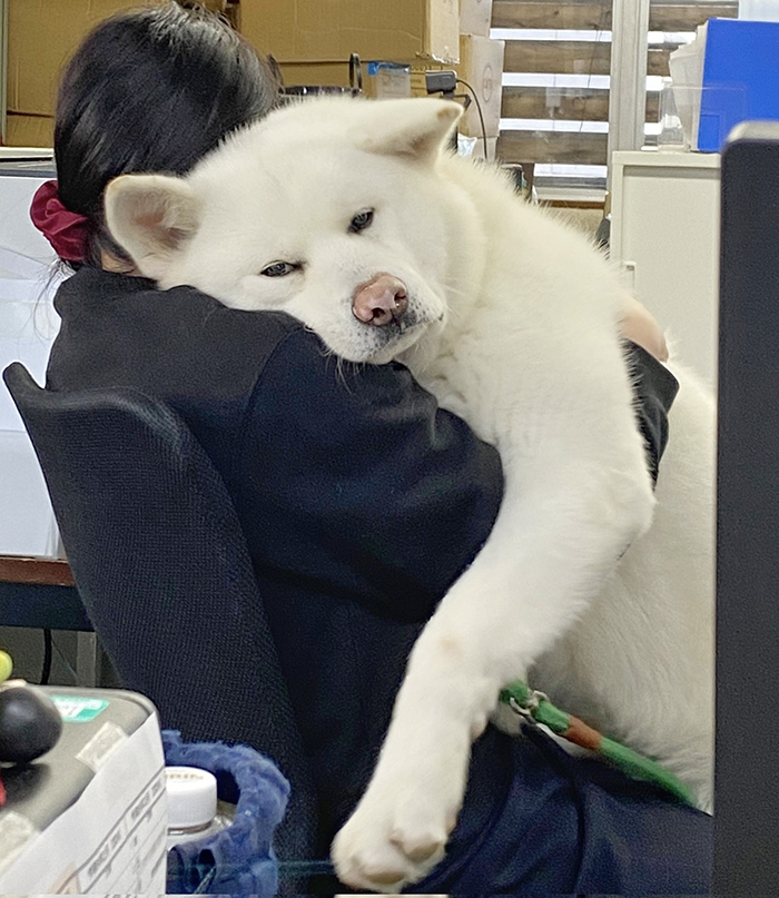 秋田犬の写真