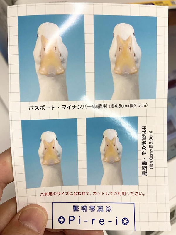 アヒルの写真