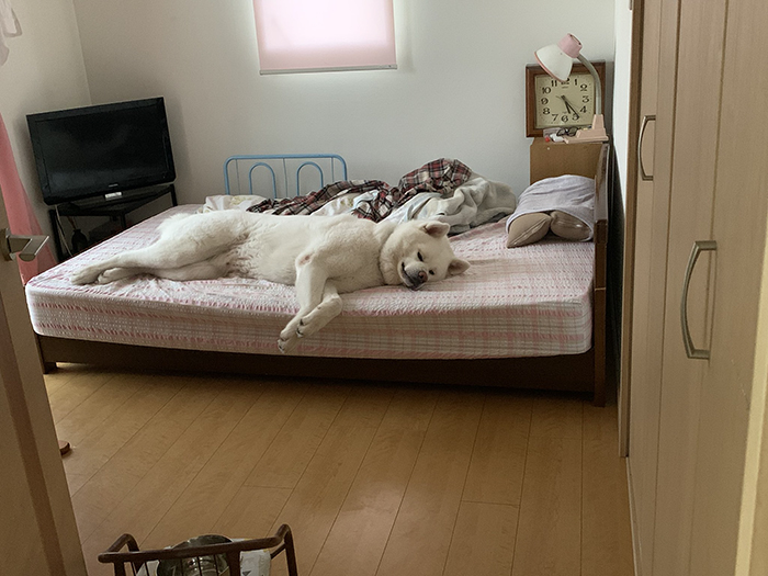 秋田犬の写真