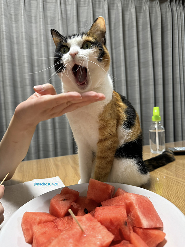 猫の写真