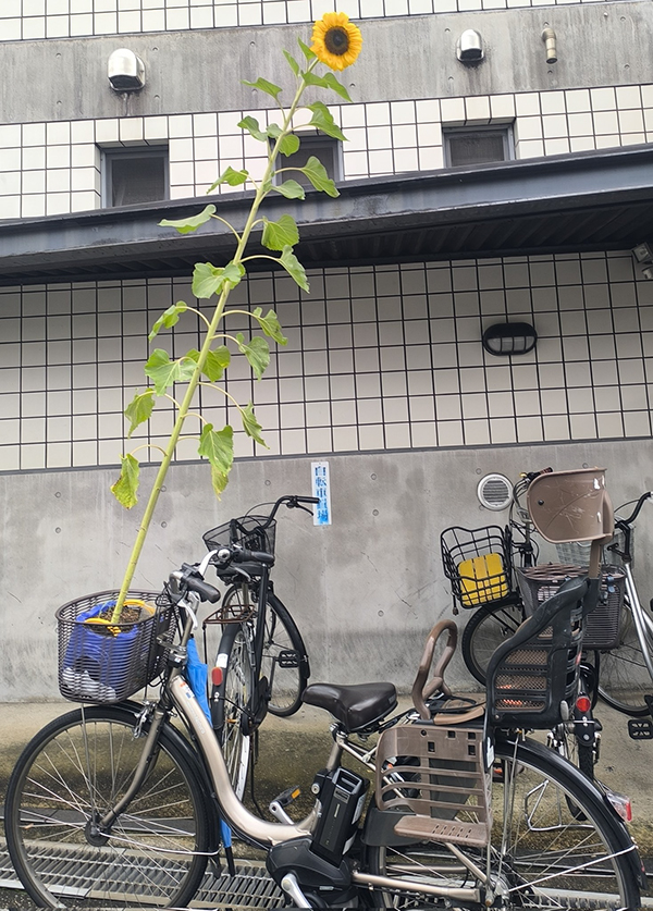 自転車の写真