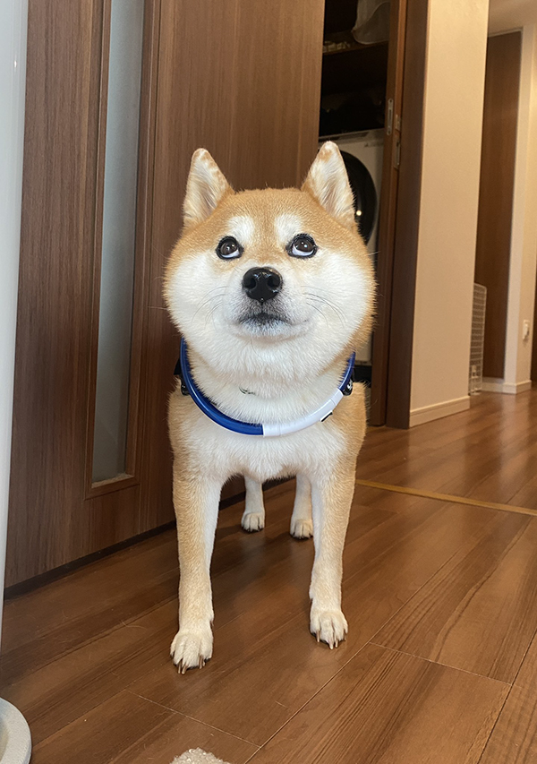 柴犬の写真