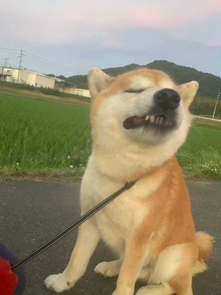 柴犬