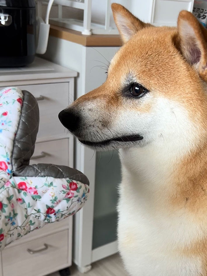 鍋つかみと柴犬の写真