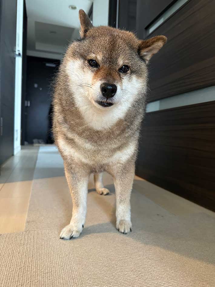 柴犬