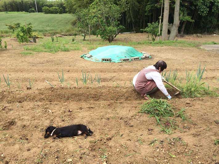 母と犬の画像