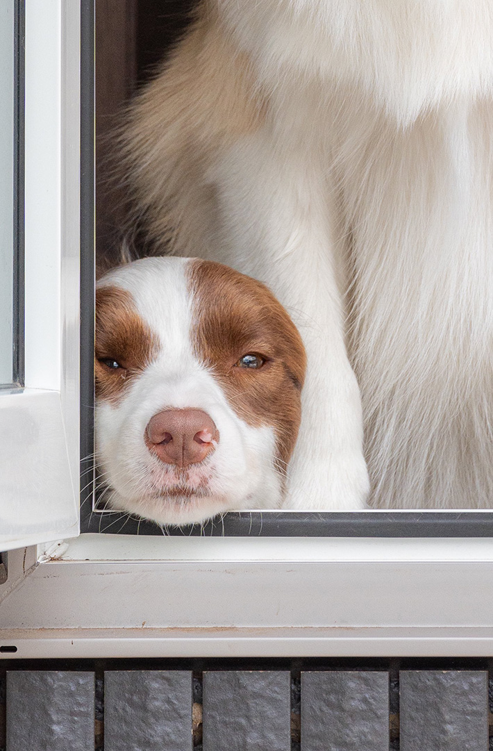 犬の写真