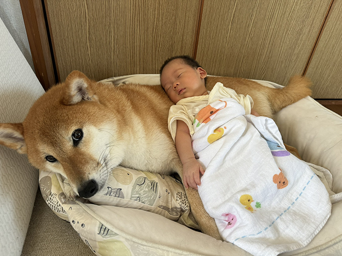 柴犬と赤ちゃんの写真