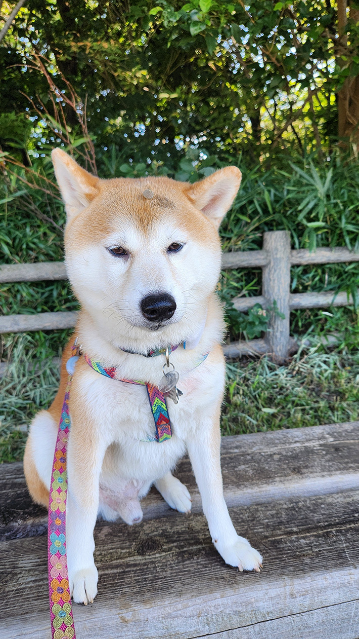 柴犬の写真