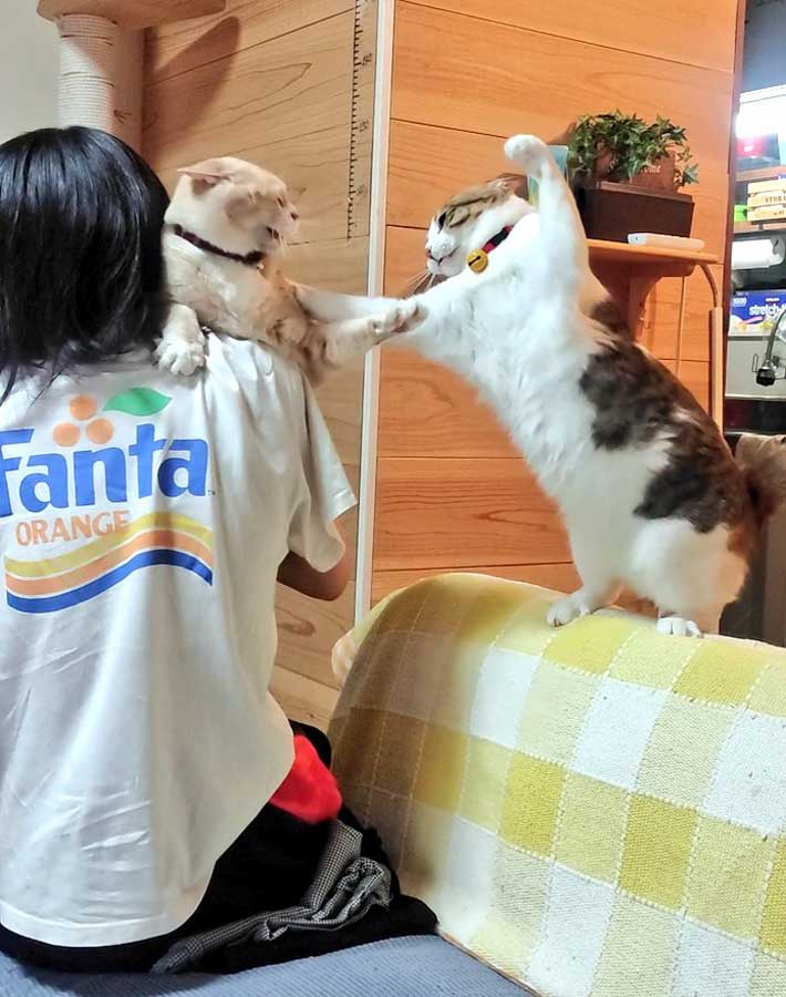 猫の写真