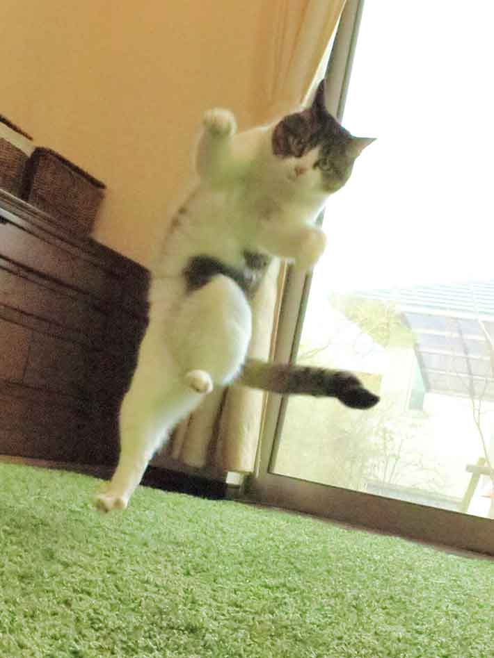 猫の写真