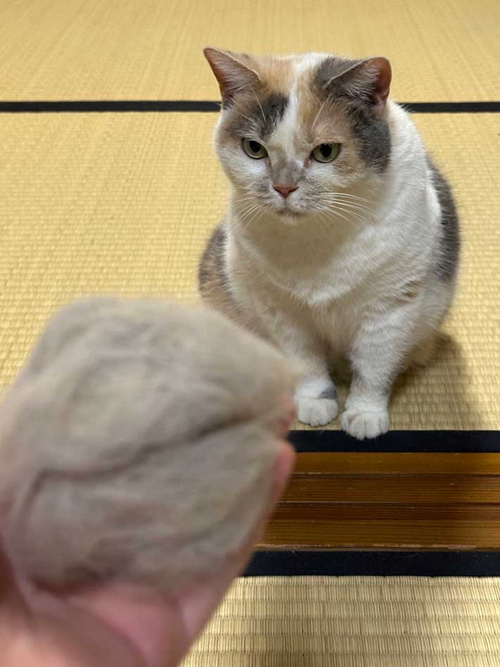 猫の画像