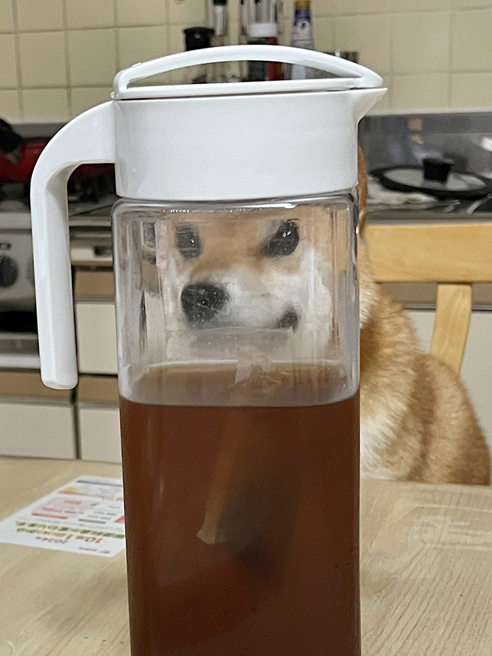 柴犬の写真