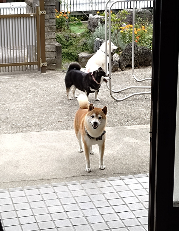 柴犬の写真