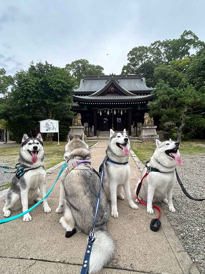 シベリアンハスキーの写真