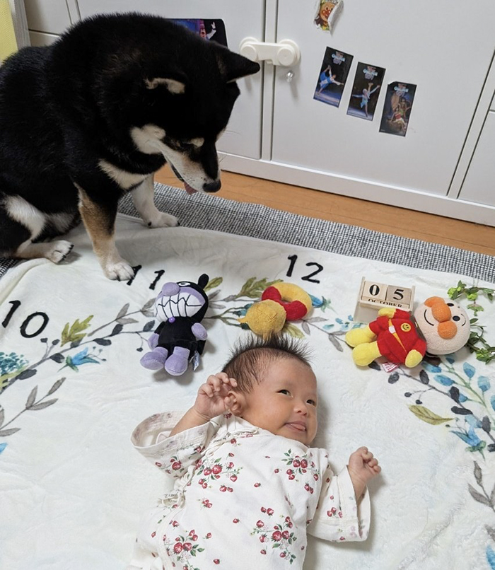 柴犬と赤ちゃんの写真