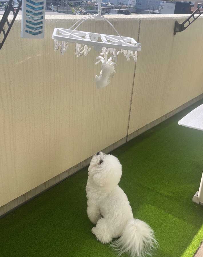 犬の写真