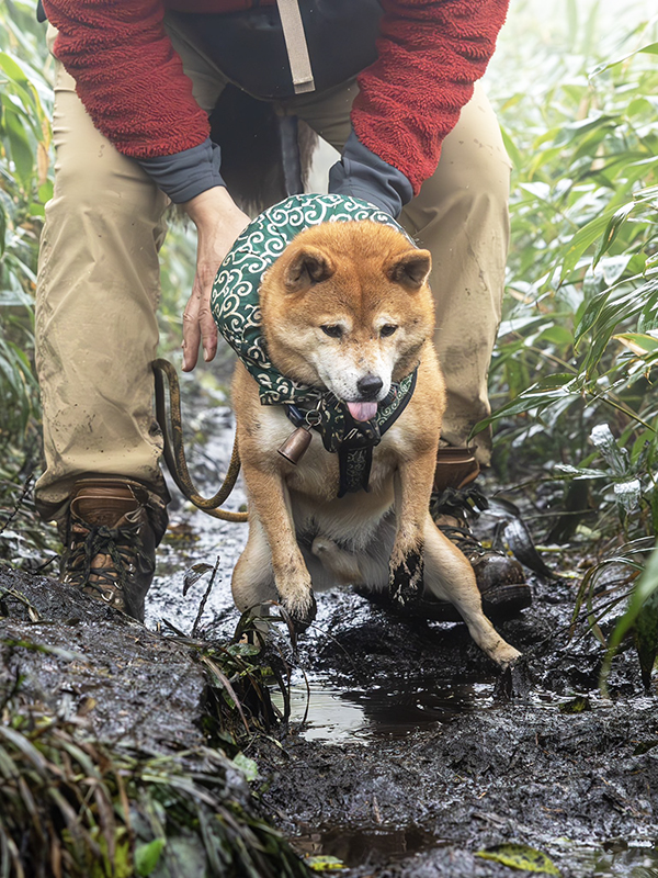 柴犬の写真