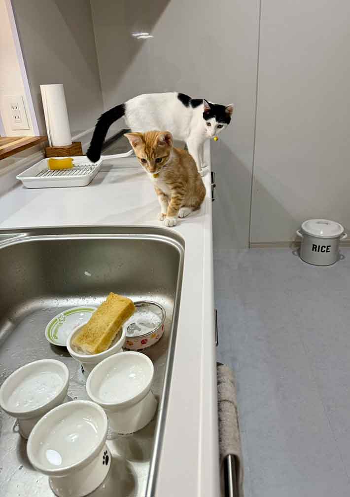 食器と猫の写真