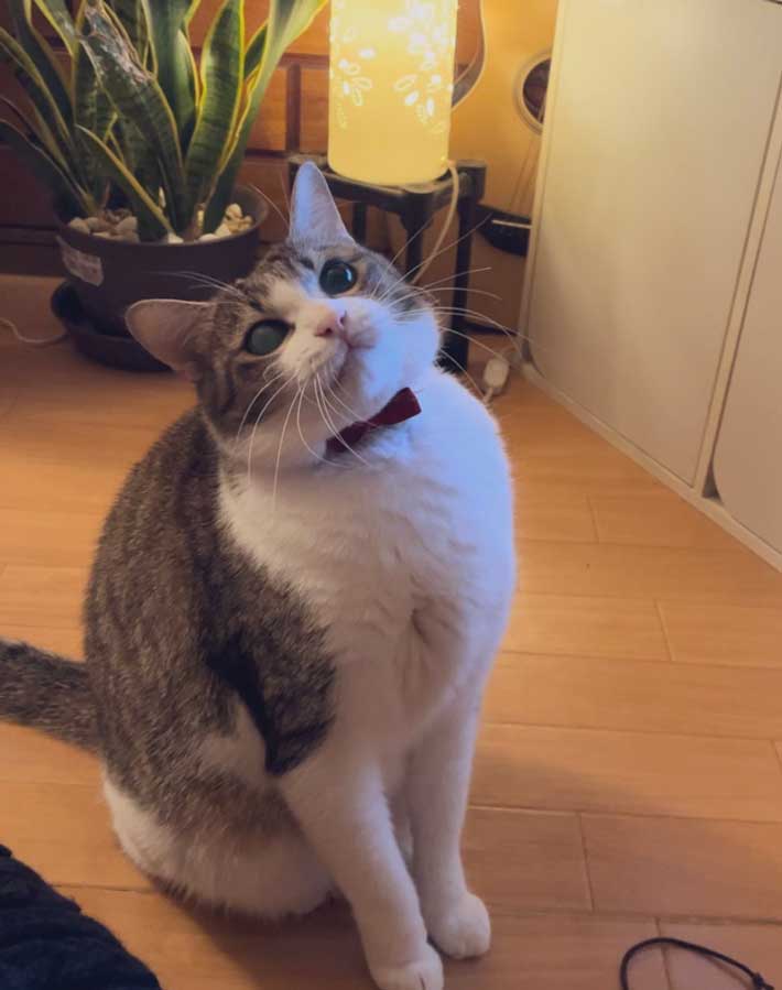 猫の写真