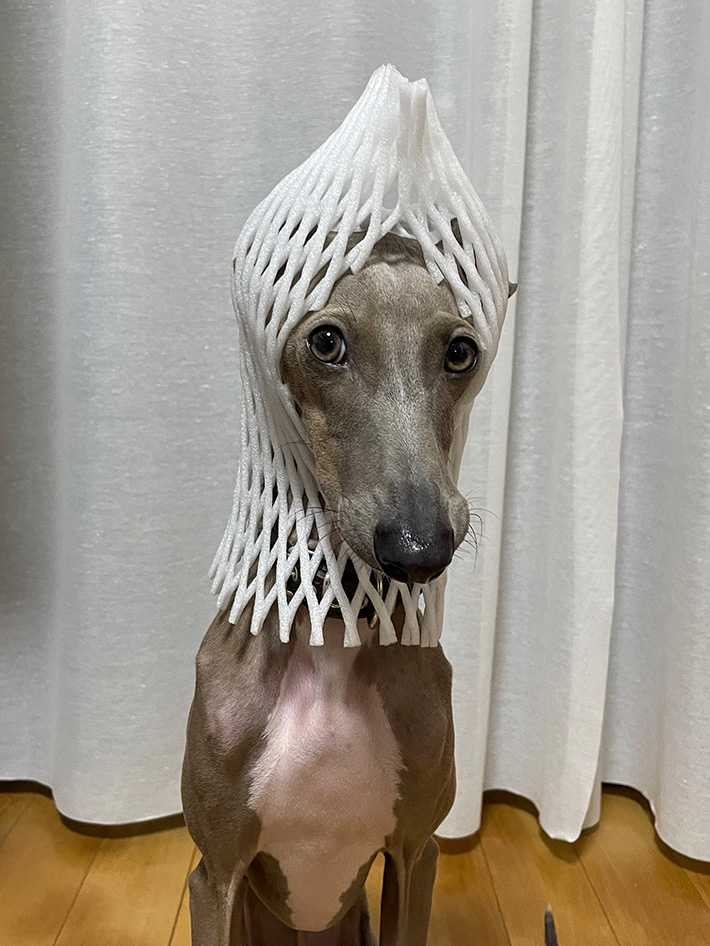 犬の写真