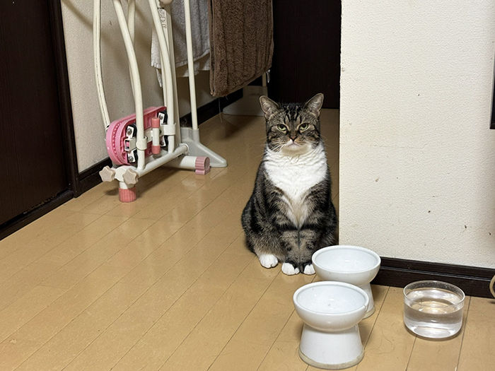 猫の写真