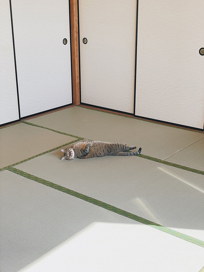 猫の写真