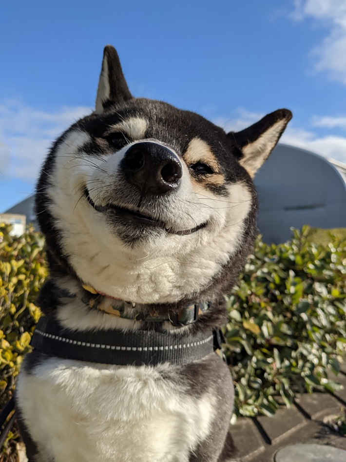 柴犬の写真