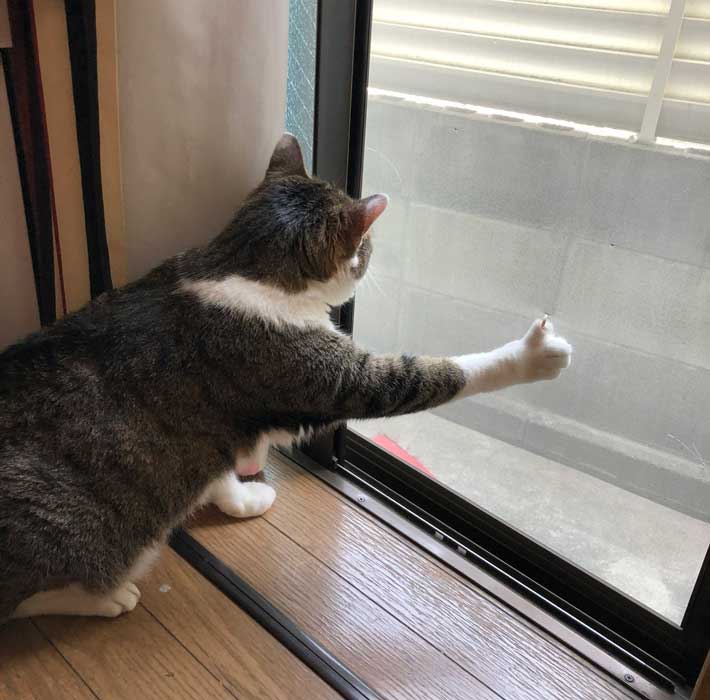 猫の写真