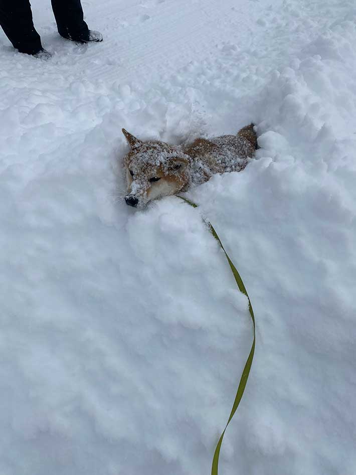 柴犬